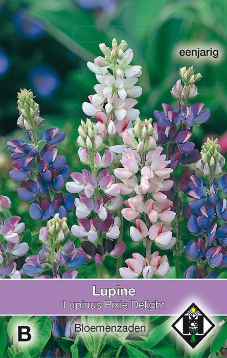 Lupine