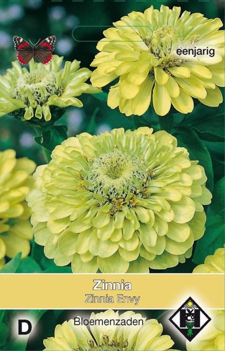 Zinnia