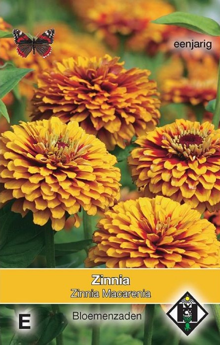 Zinnia