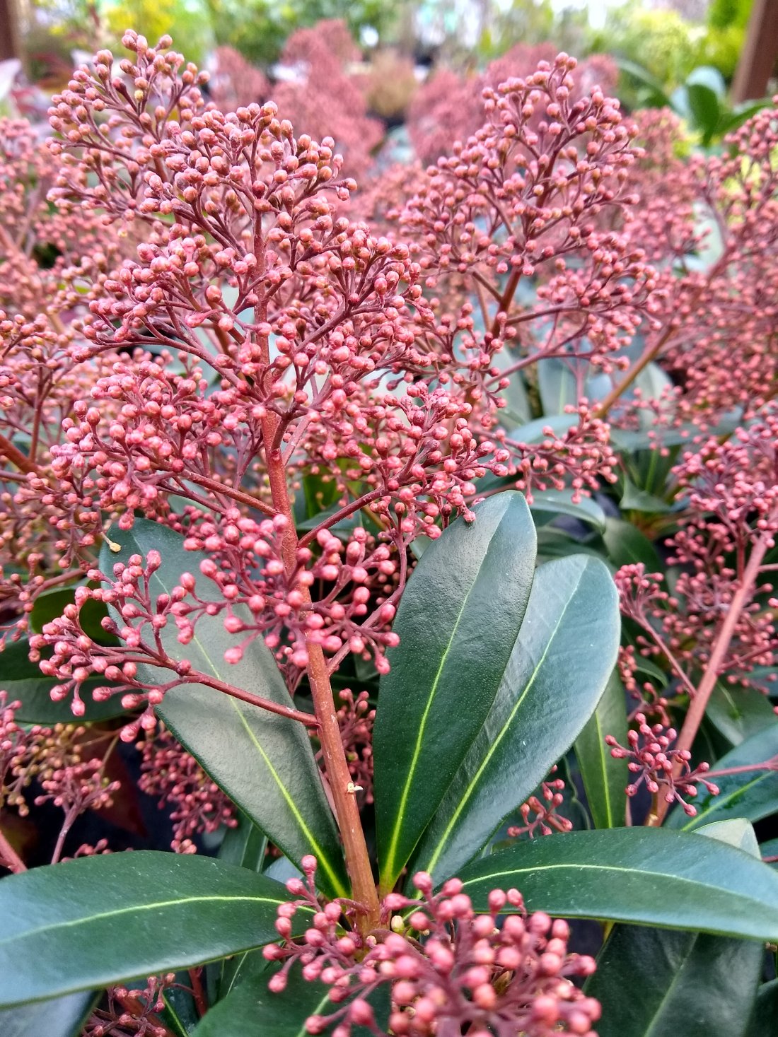 Skimmia jap. 'Rubella'