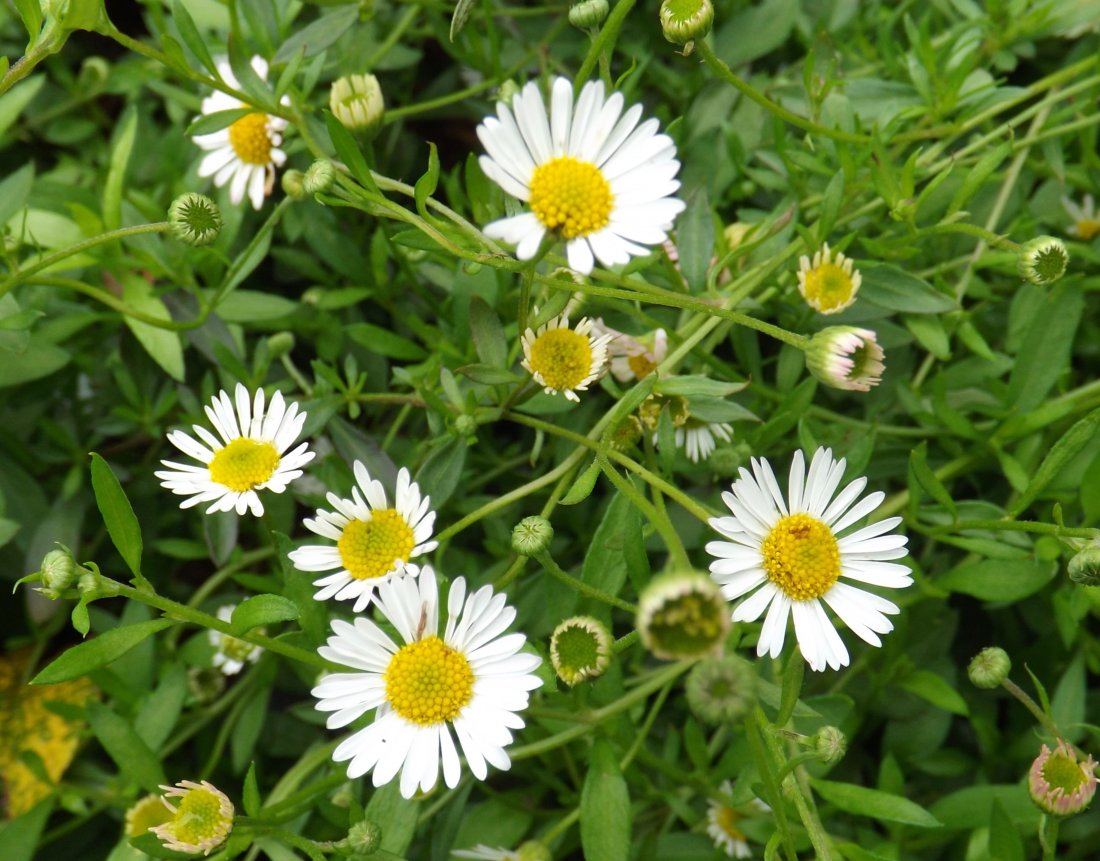 Erigeron karvinskianus