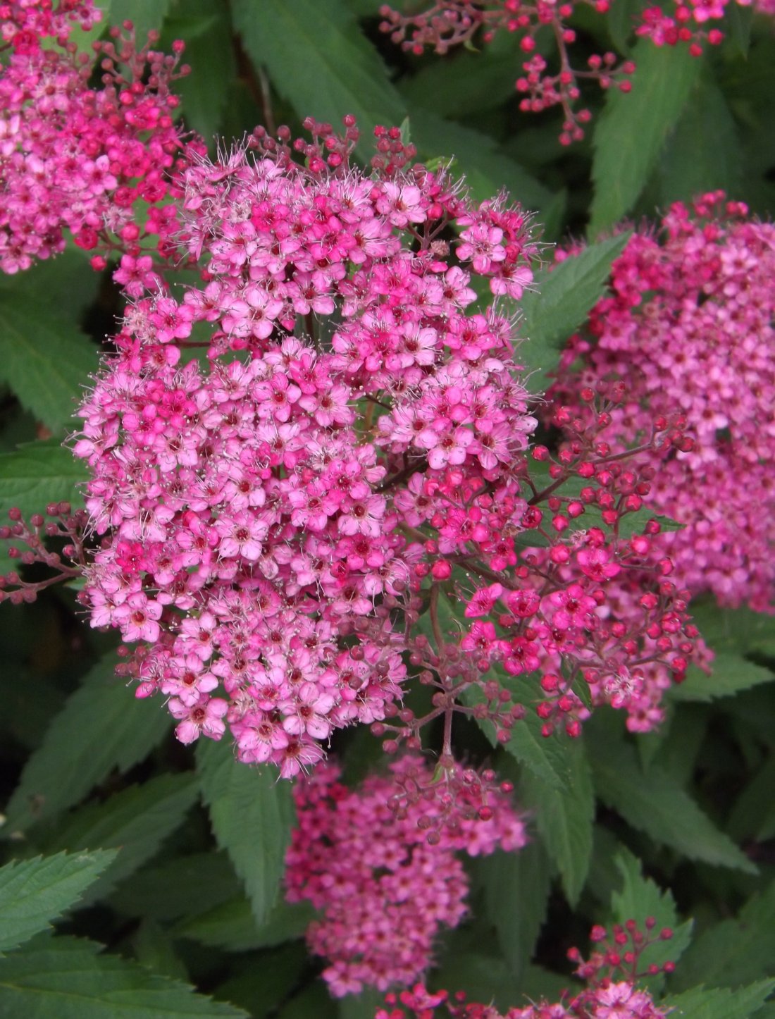 Spiraea jap. 'Anthony Waterer'