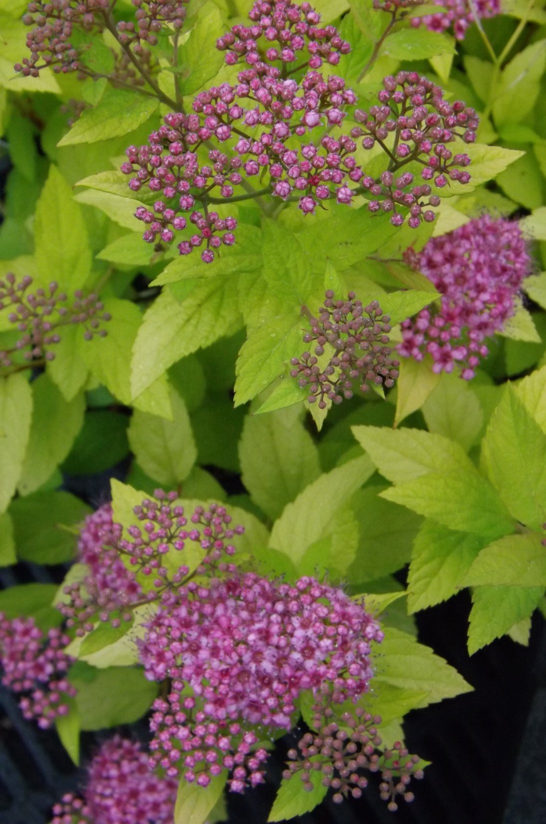 Spiraea jap. 'Golden Princess'