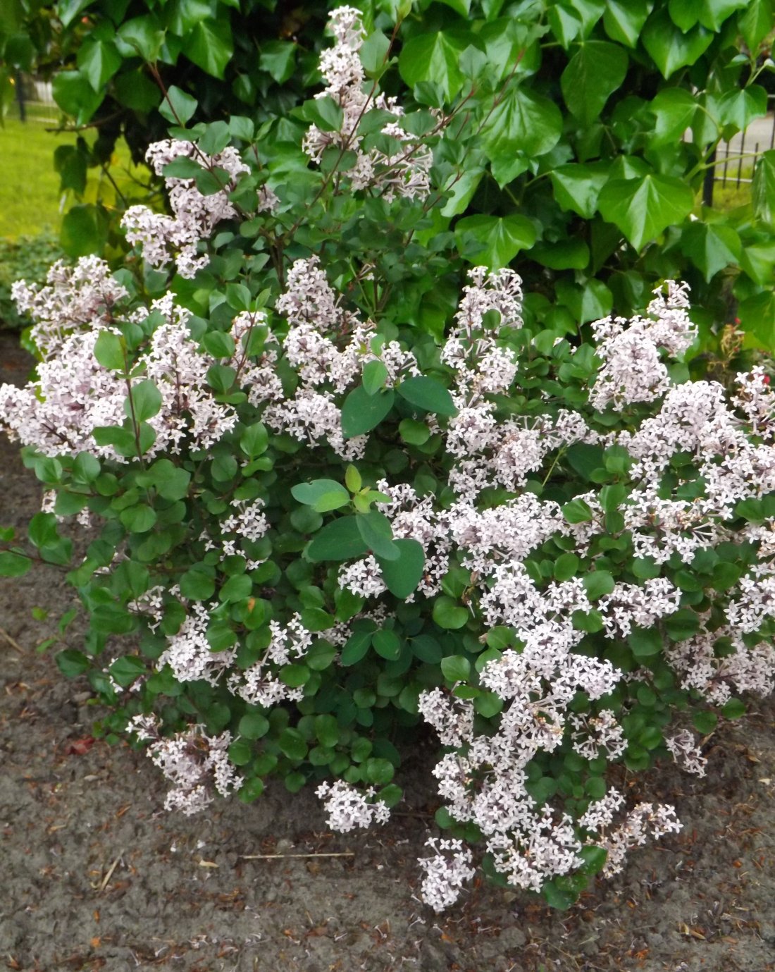 Syringa mey. 'Palibin'