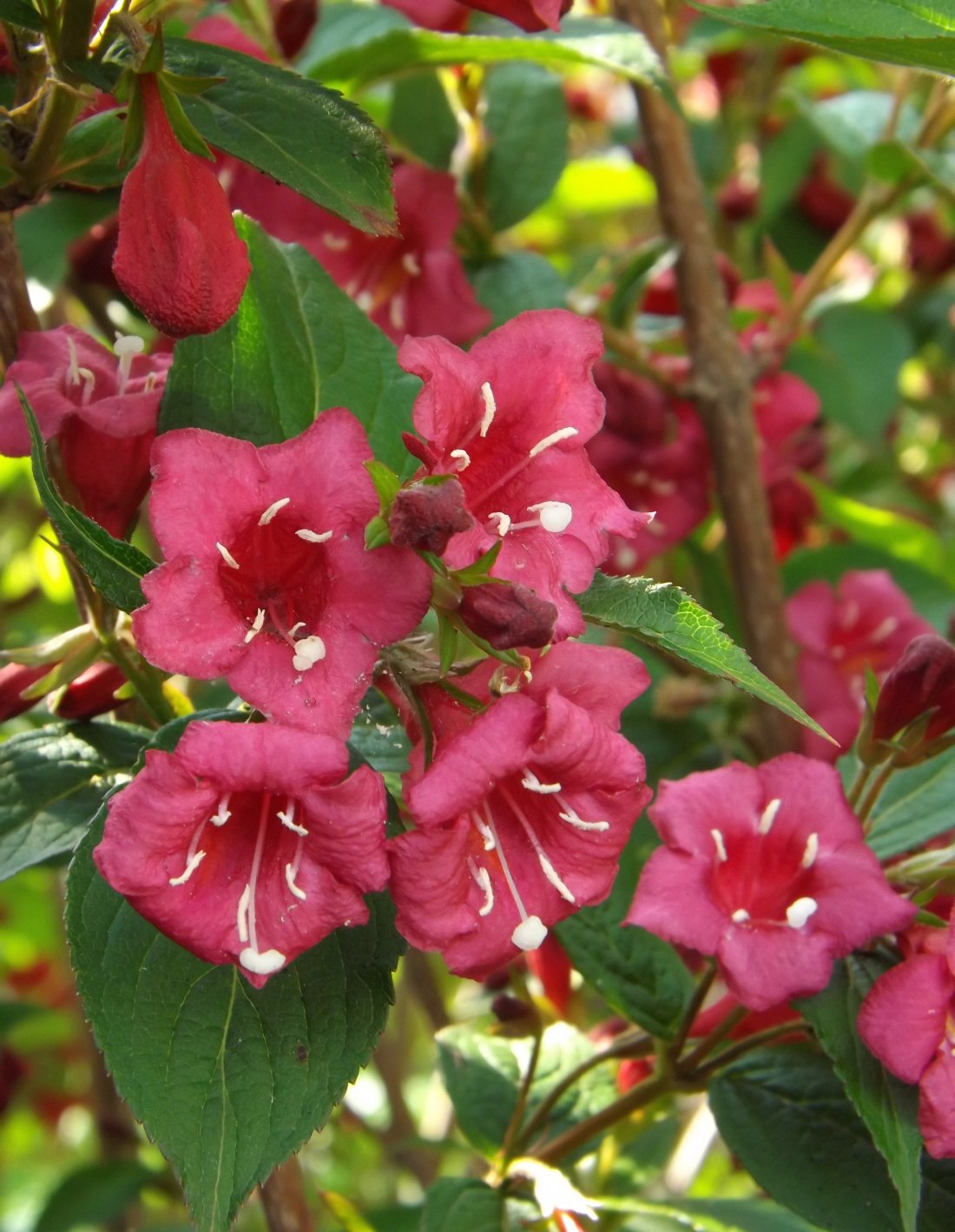 Weigela 'Bristol Ruby'