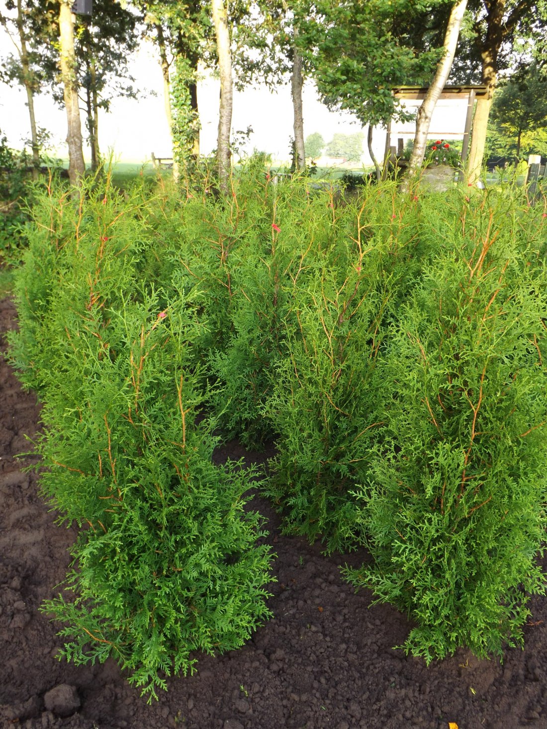 Thuja occ.'Brabant'