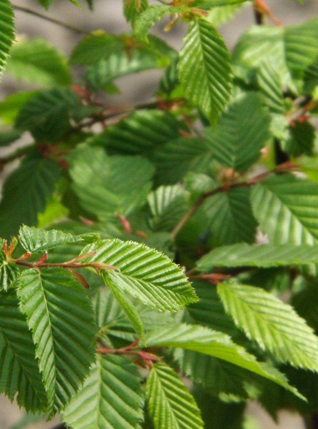 Carpinus betulus