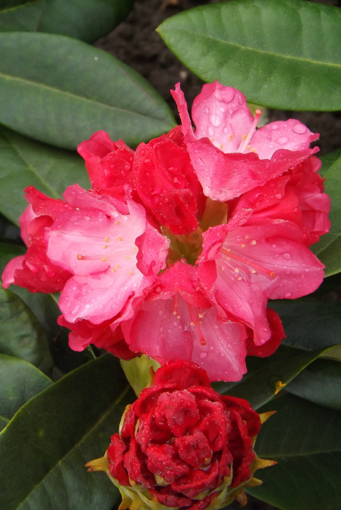 Rhododendron 'Polarnacht’