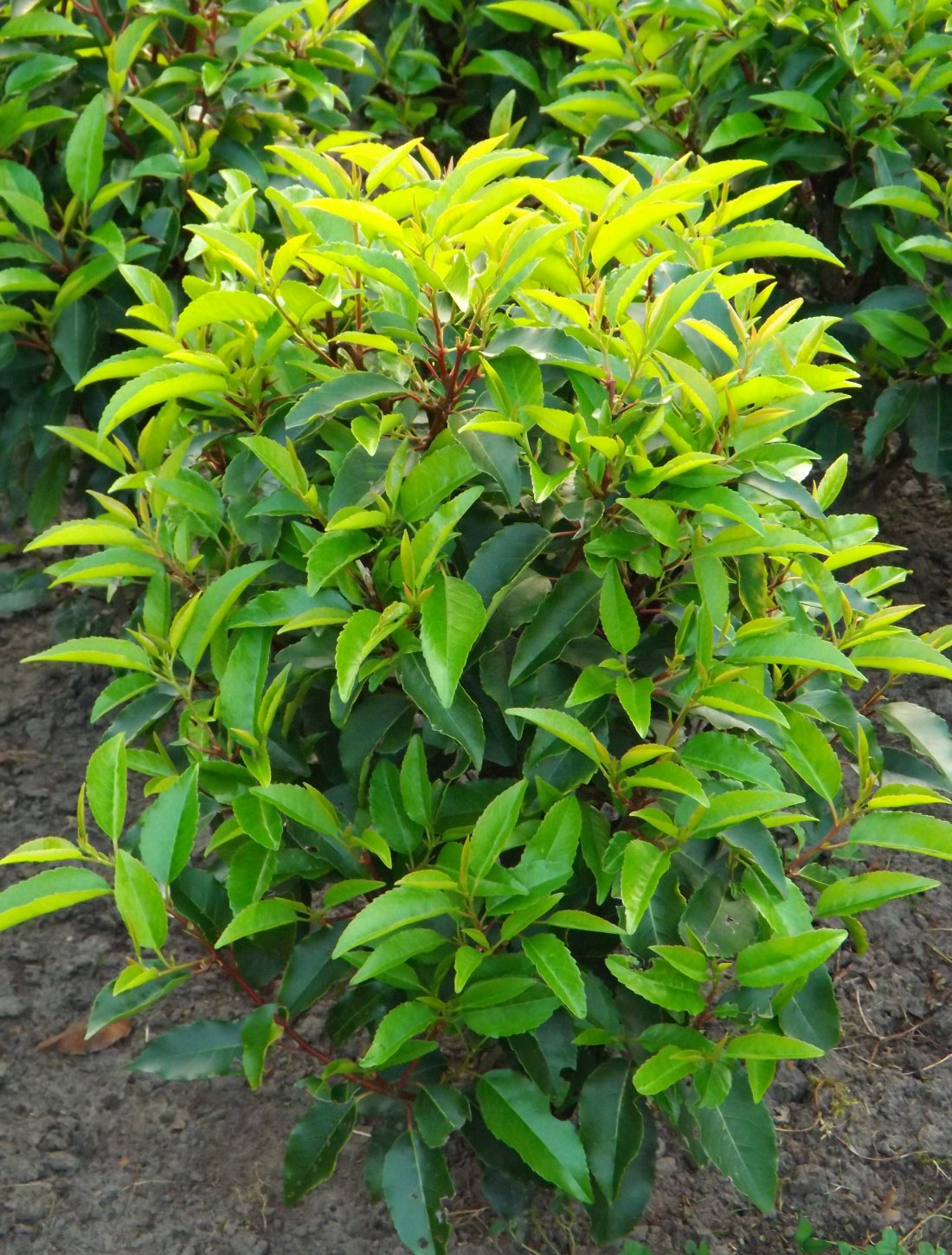 Prunus lusitanica 'Angustifolia'