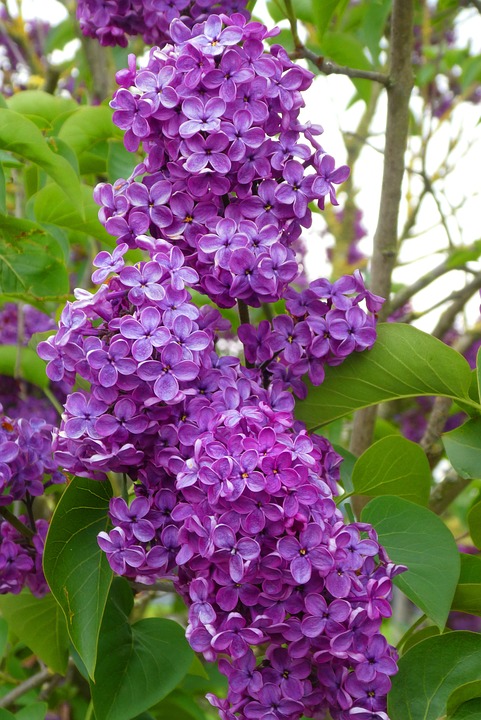 Syringa andenken an ludwig späth