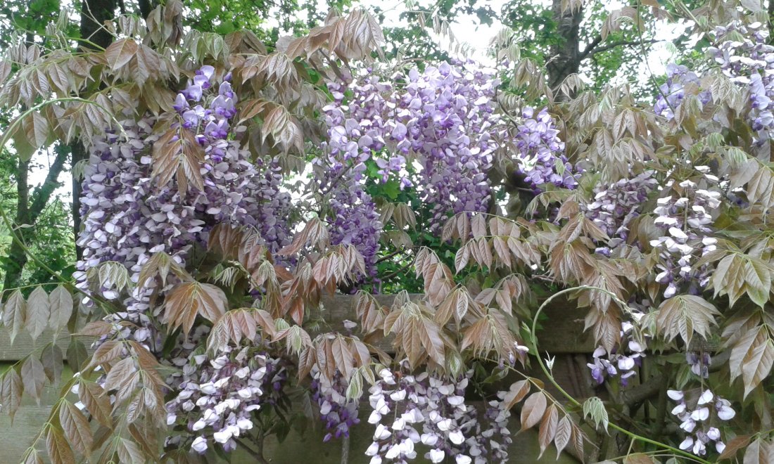 Wisteria sinensis