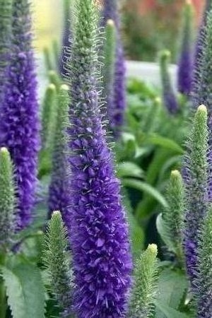 Veronica spicata