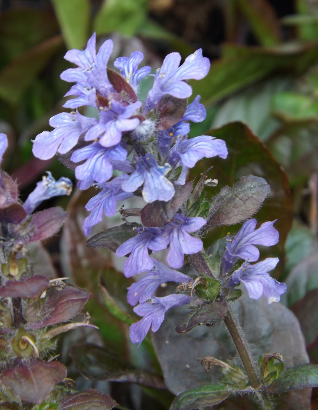 Ajuga reptans 'Burgundy Glow'