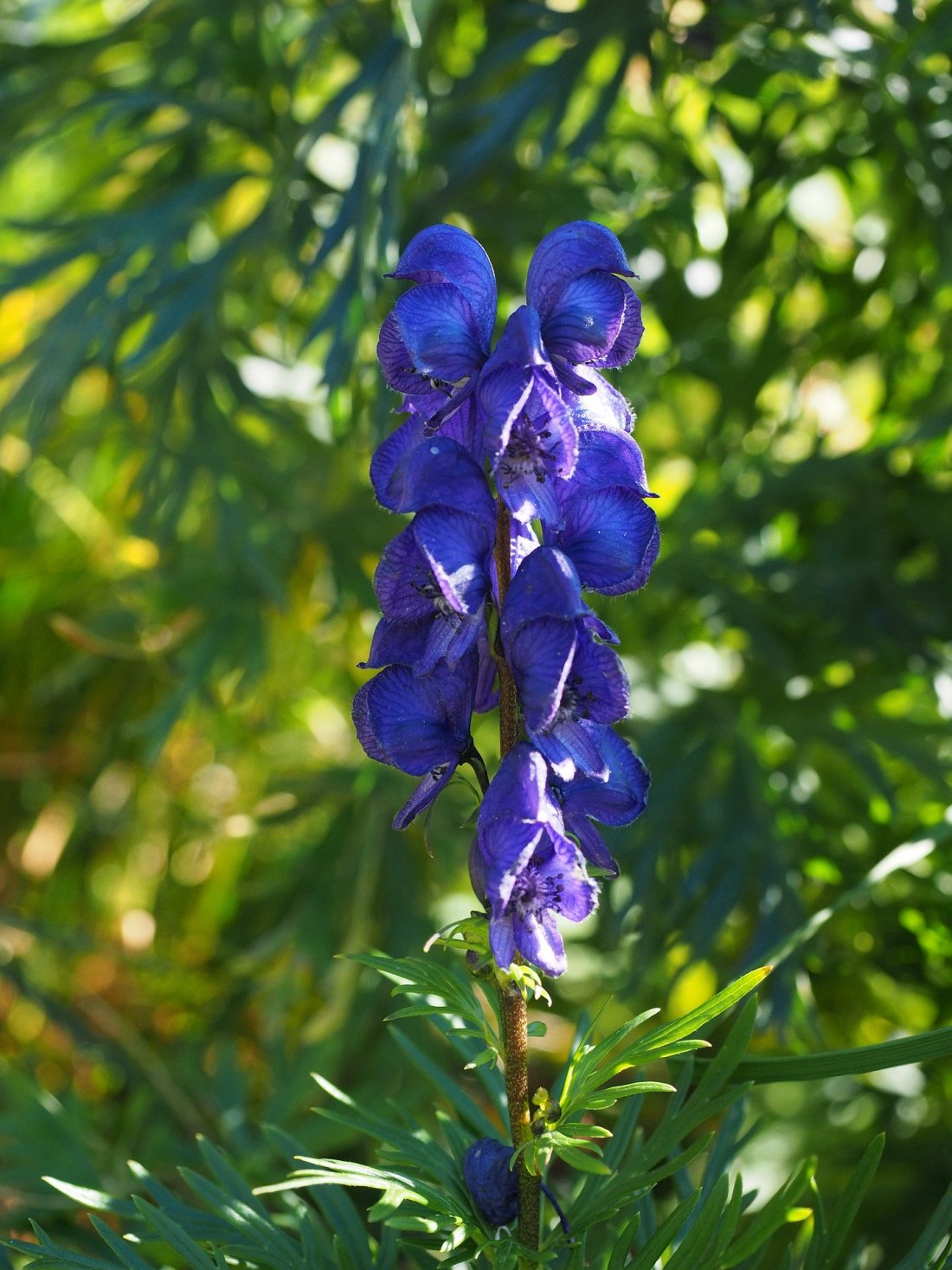 Aconitum napellus