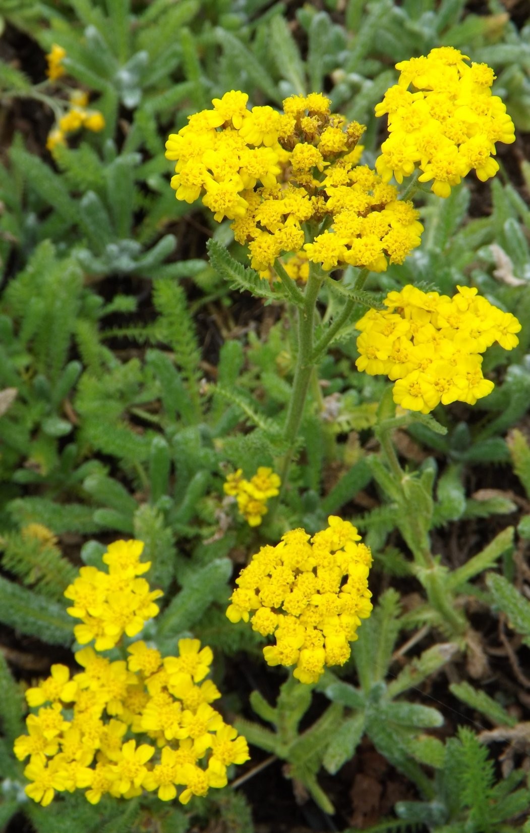 Achillea tomentosa