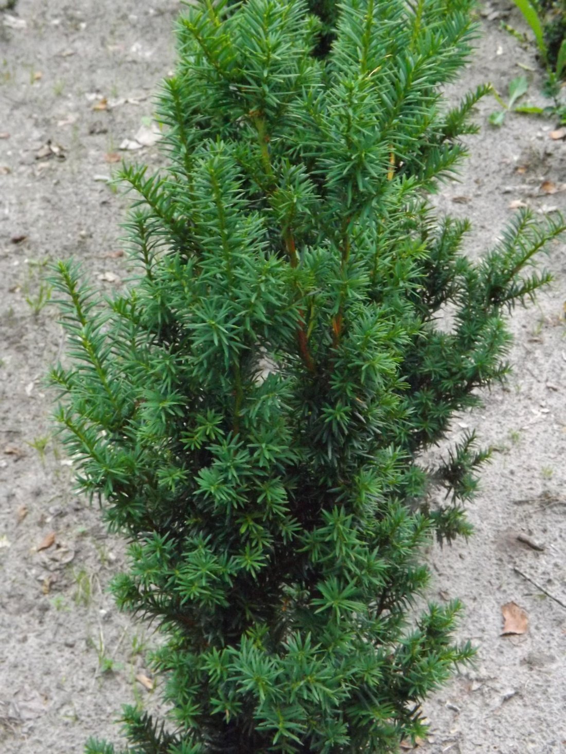 Taxus x media 'Hicksii'