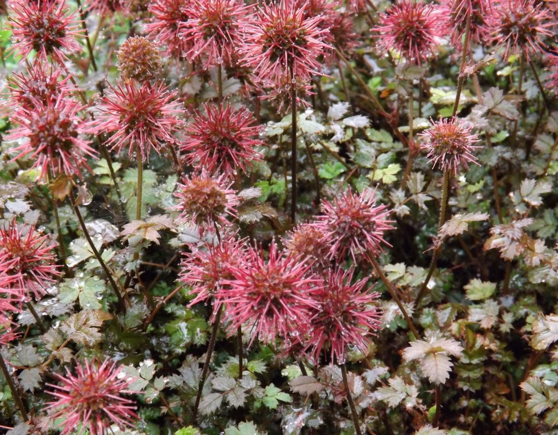 Acaena microphylla 'Kupferteppich'