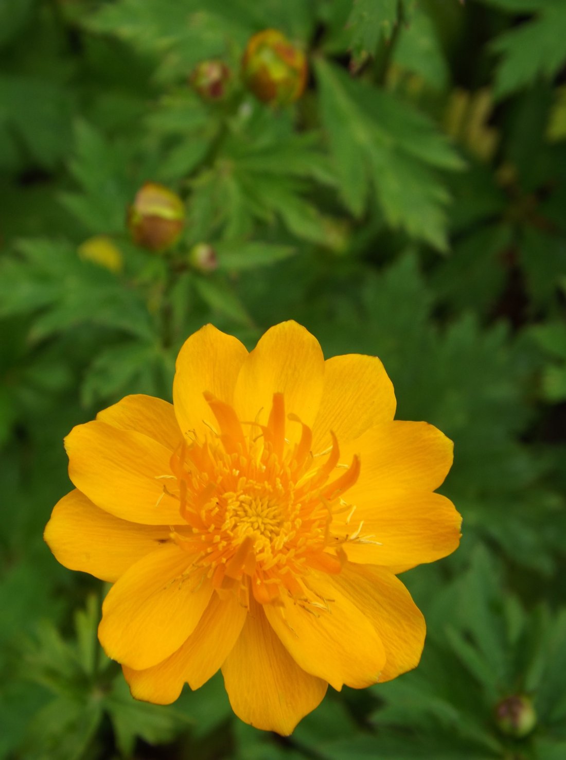 Globebloem, Trollius chinensis 'Golden Queen'