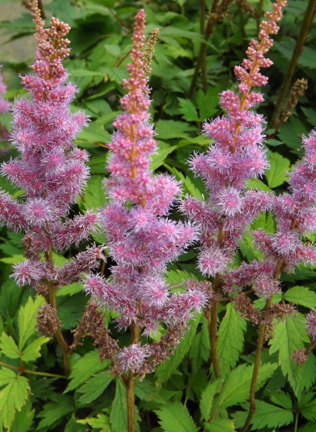 Spirea, Astilbe chinensis 'Pumila'