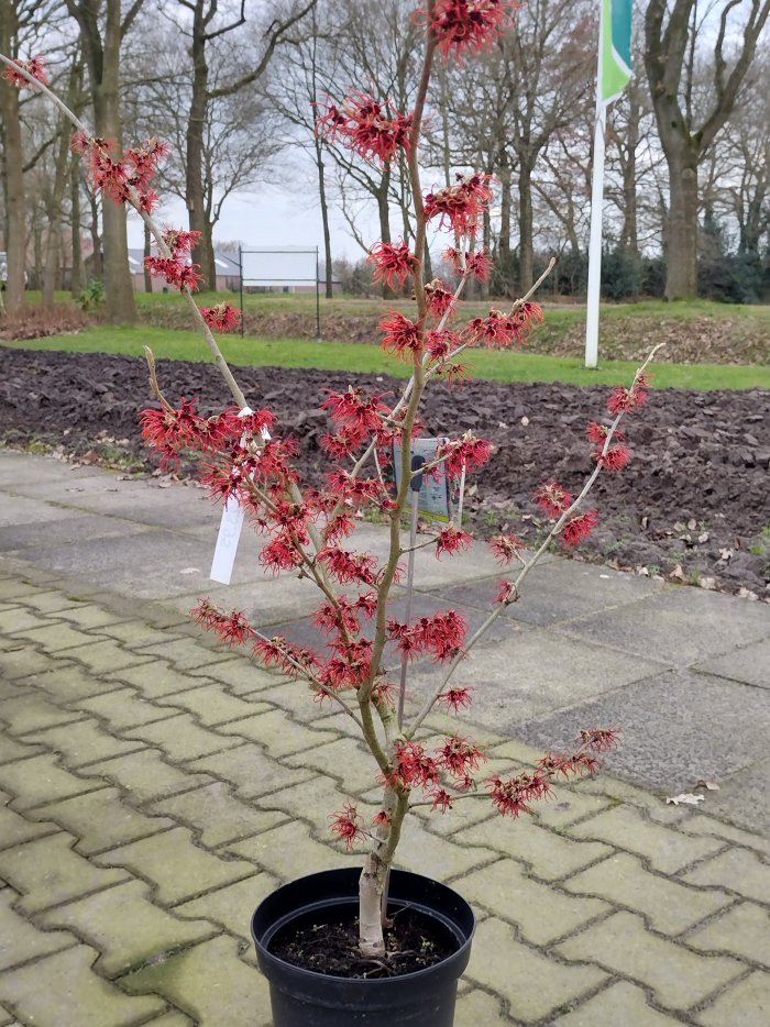 Hamamelis int. Brigit