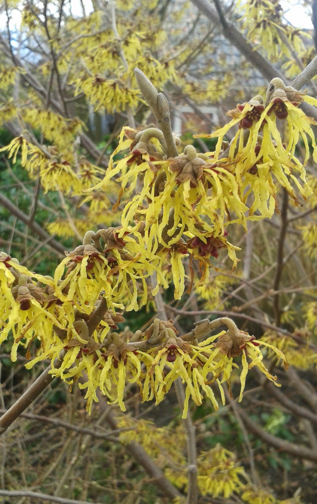 Hamamelis int. Westerstede