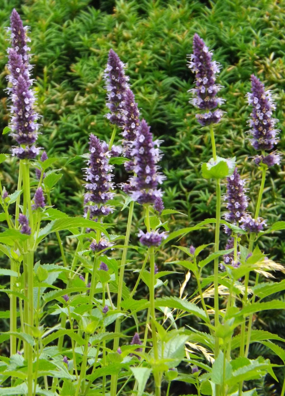 Agastache 'Black Adder'
