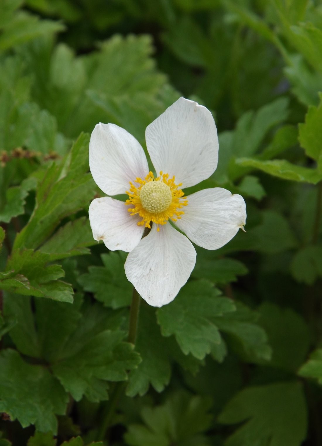 Anemone sylvestris