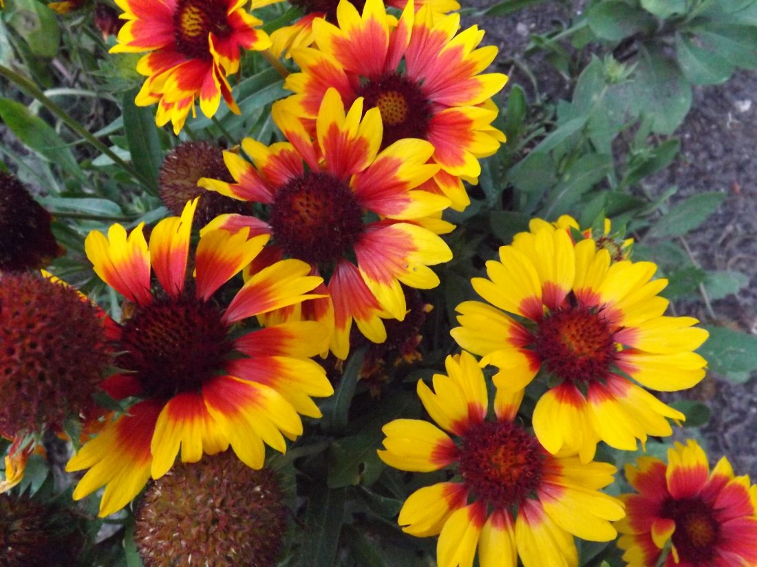 Gaillardia 'Kobold'