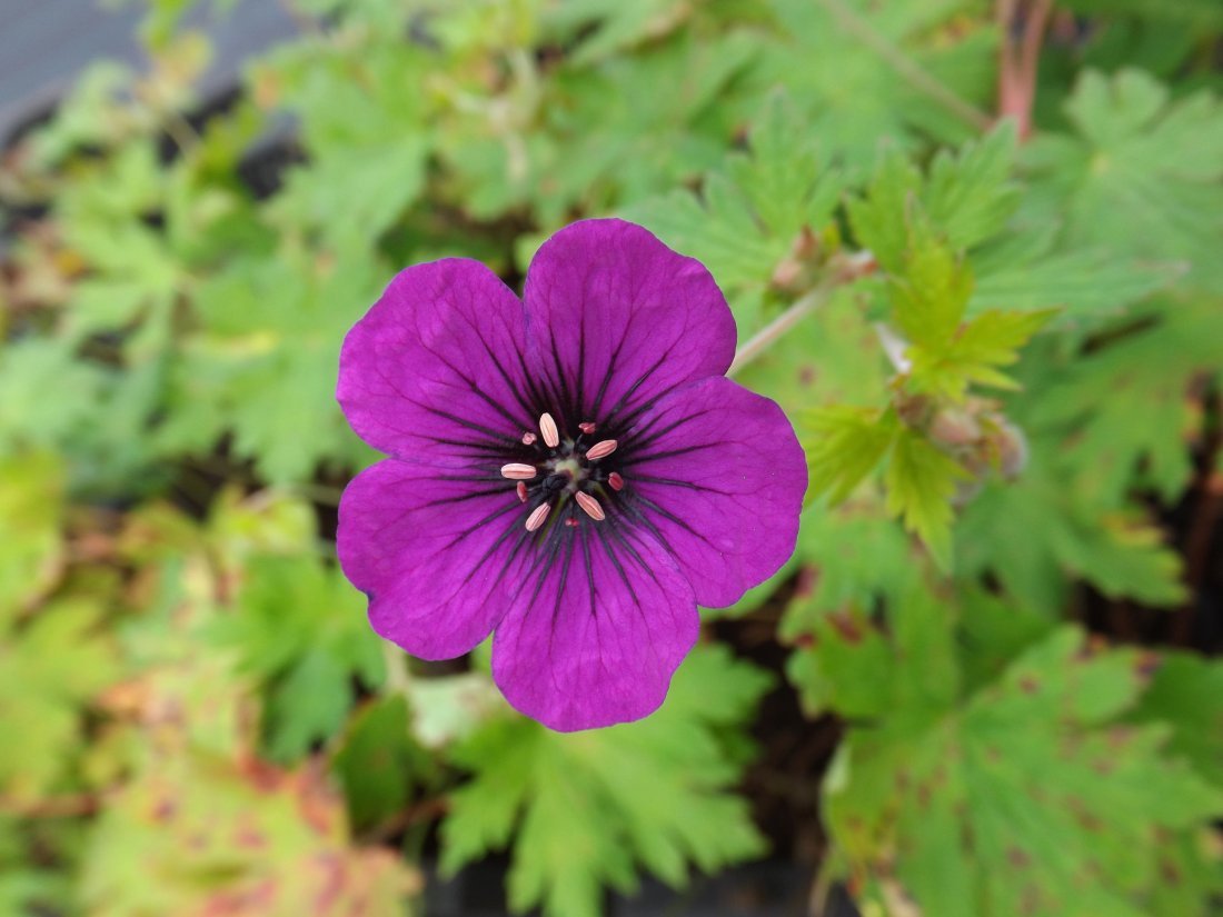 Geranium 'Ann Folkard'