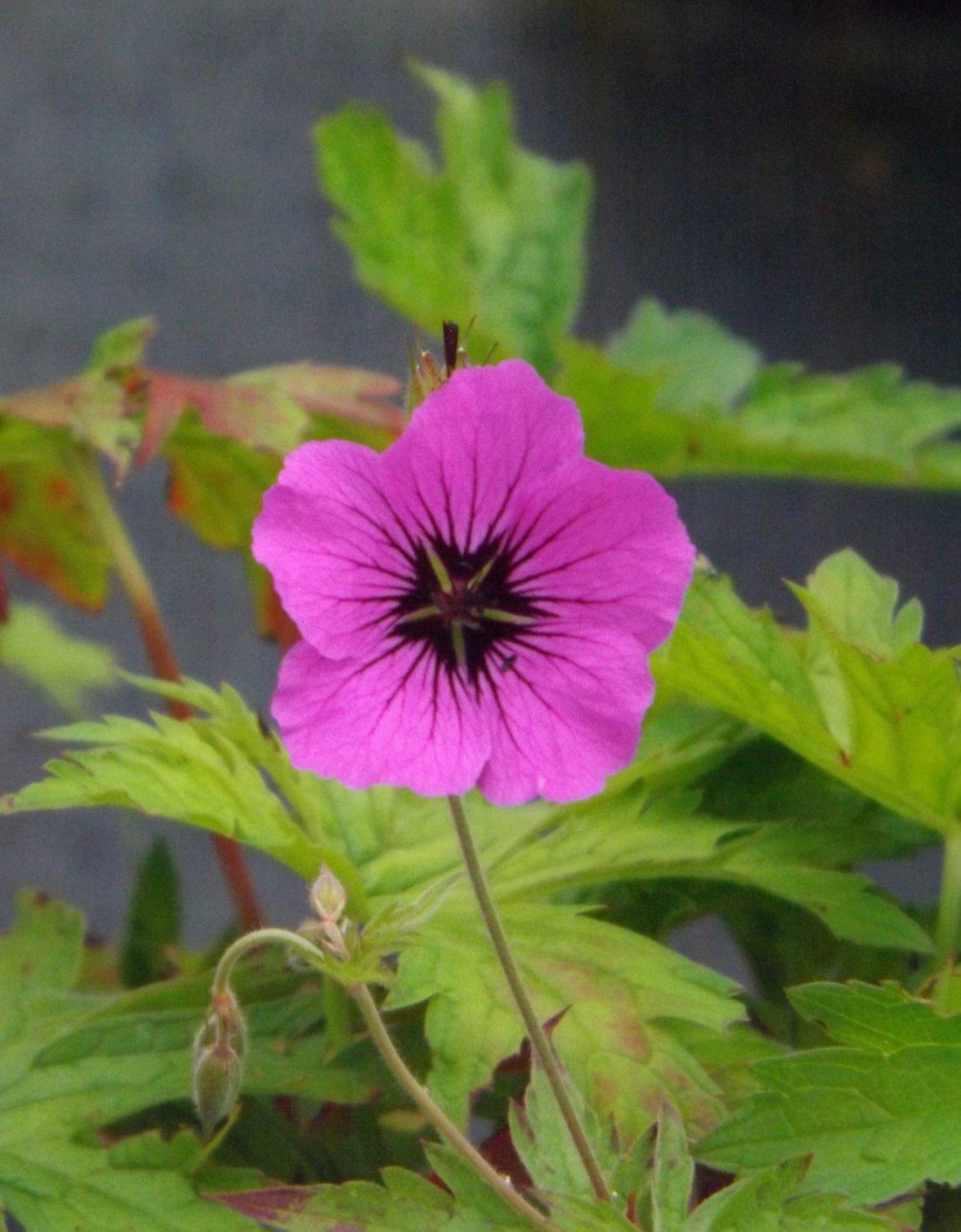 Geranium 'Patricia'