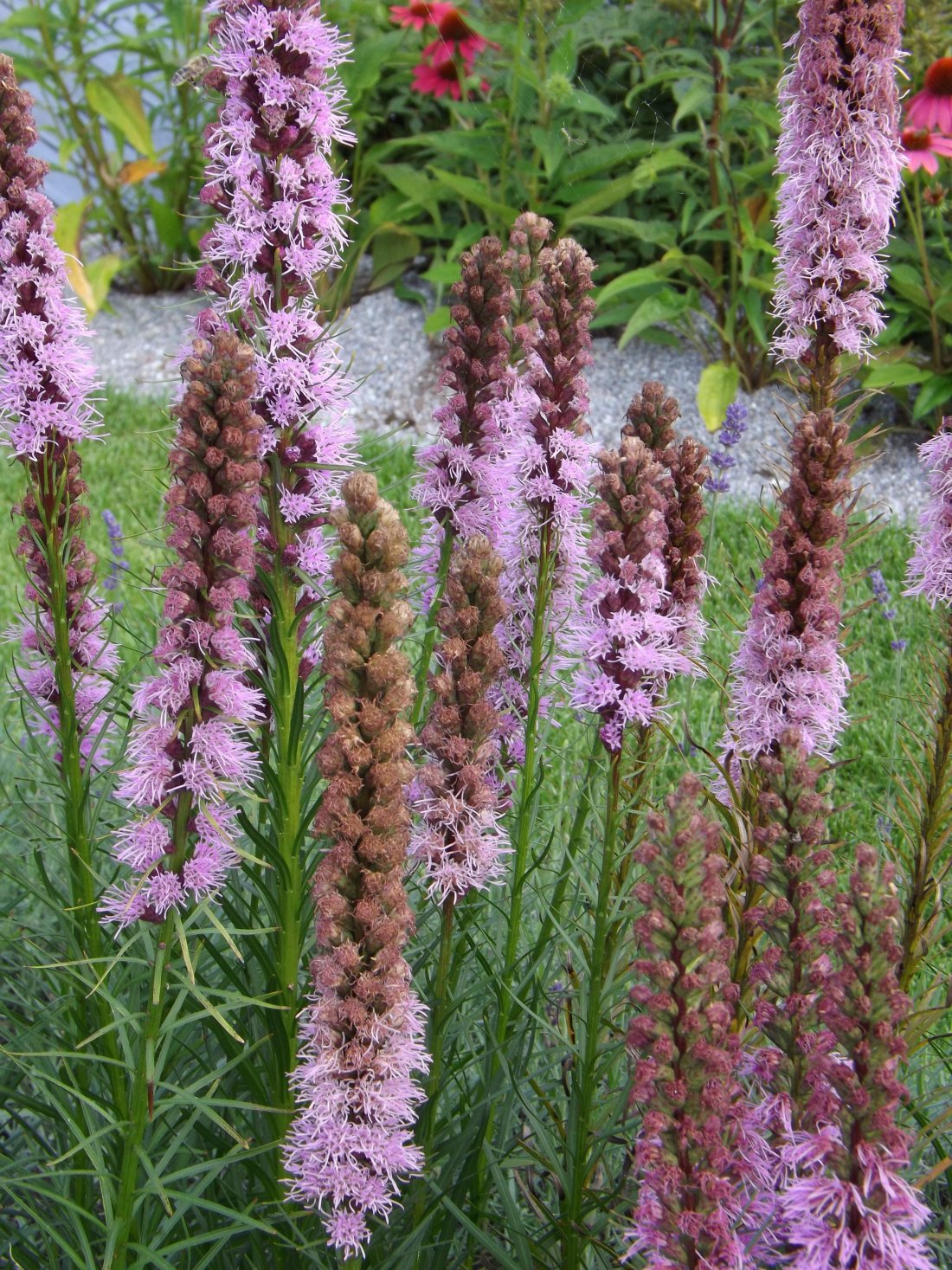 Liatris spicata 'Kobold'