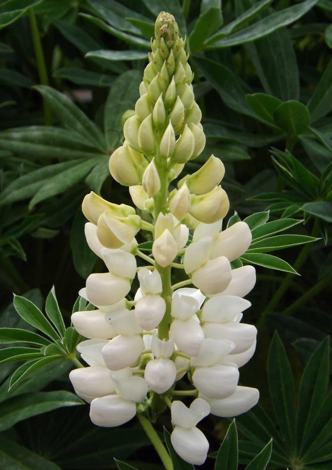 Lupinus 'Noble Maiden'