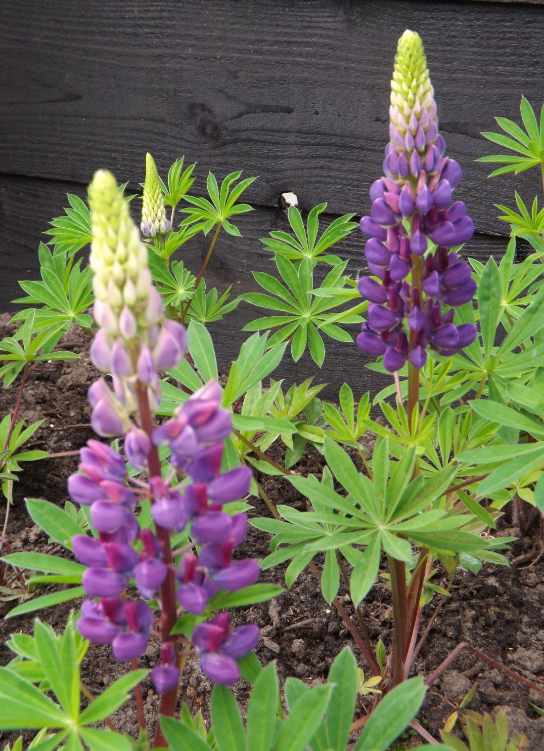 Lupinus 'The Governor'
