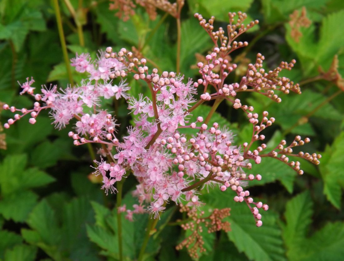 Filipendula 'Kahome'
