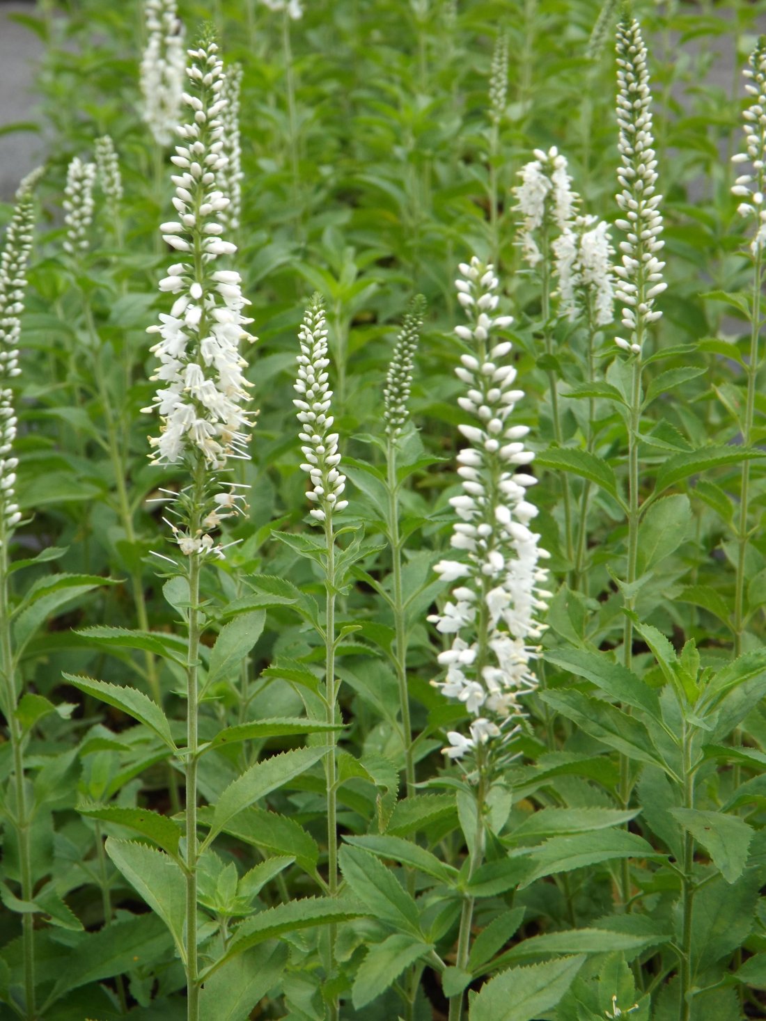 Veronica longif. 'Schneeriesin'