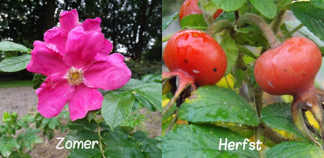 Rosa rugosa 'Rubra'