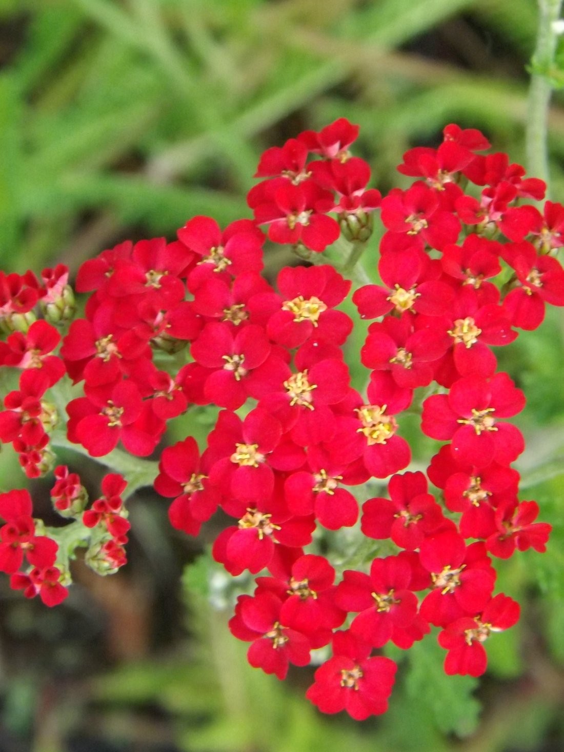 Achillea mill.'Paprika'