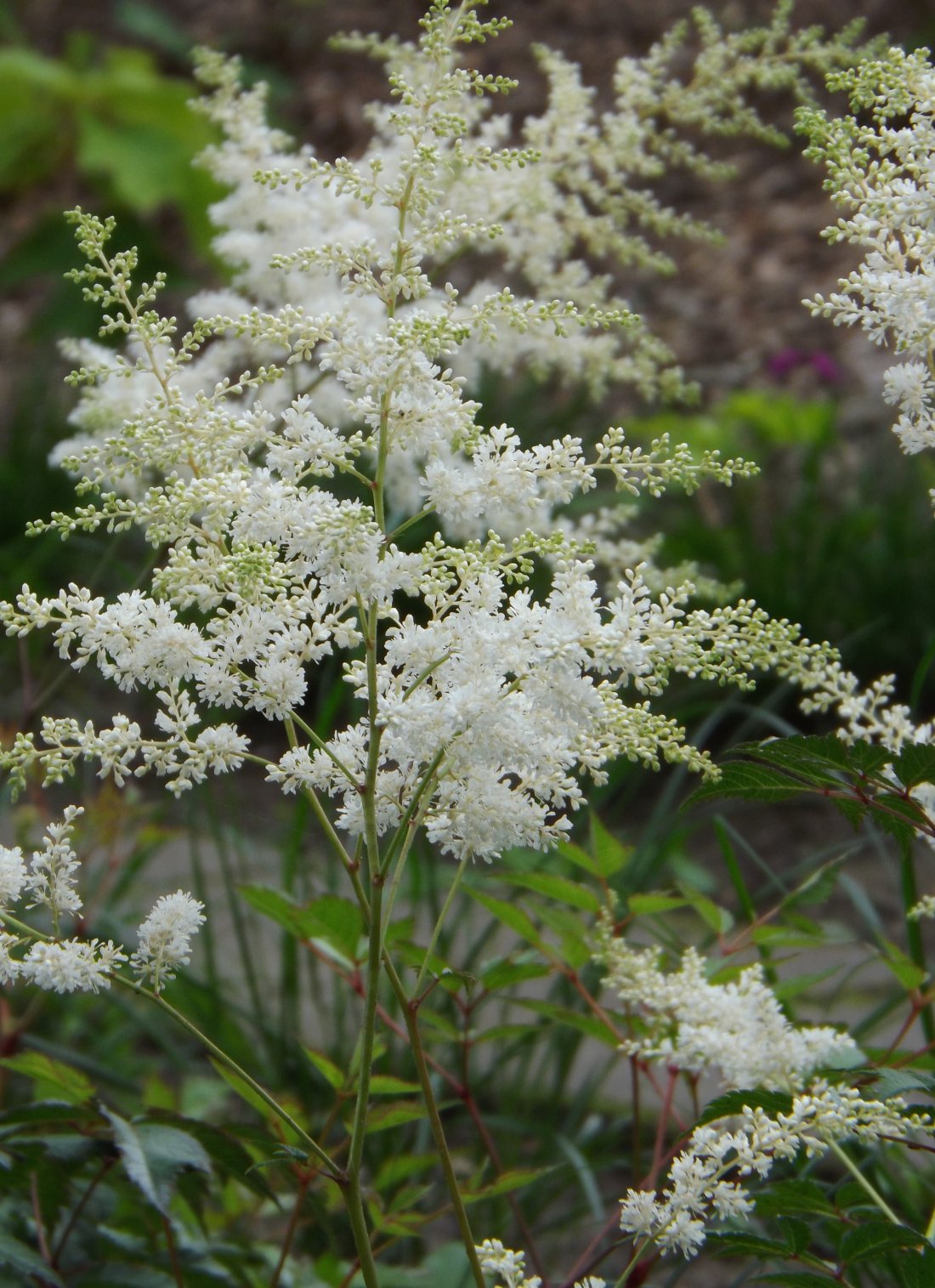 Astilbe (J) 'Deutschland'
