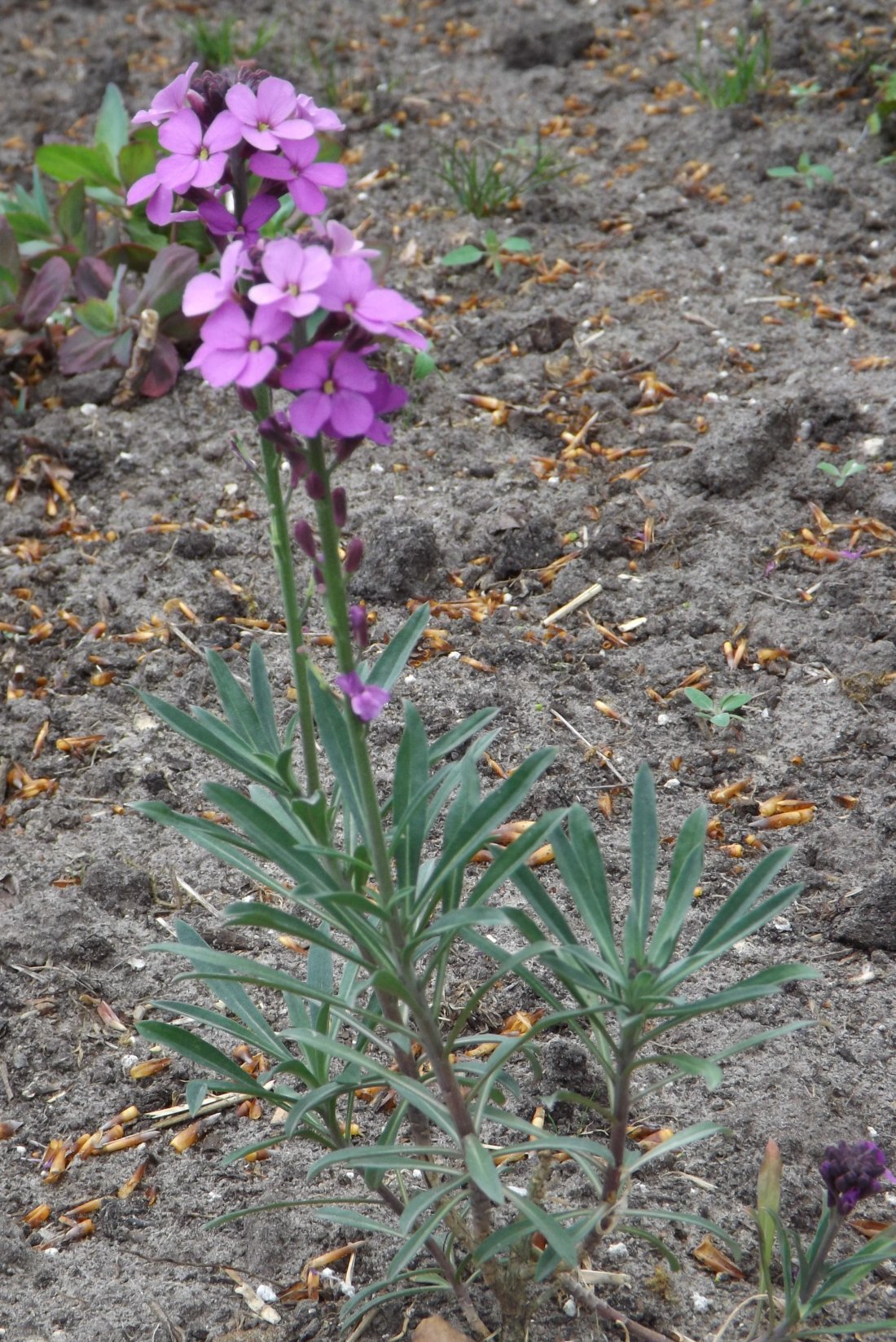 Erysimum 'Bowles  Mauve'