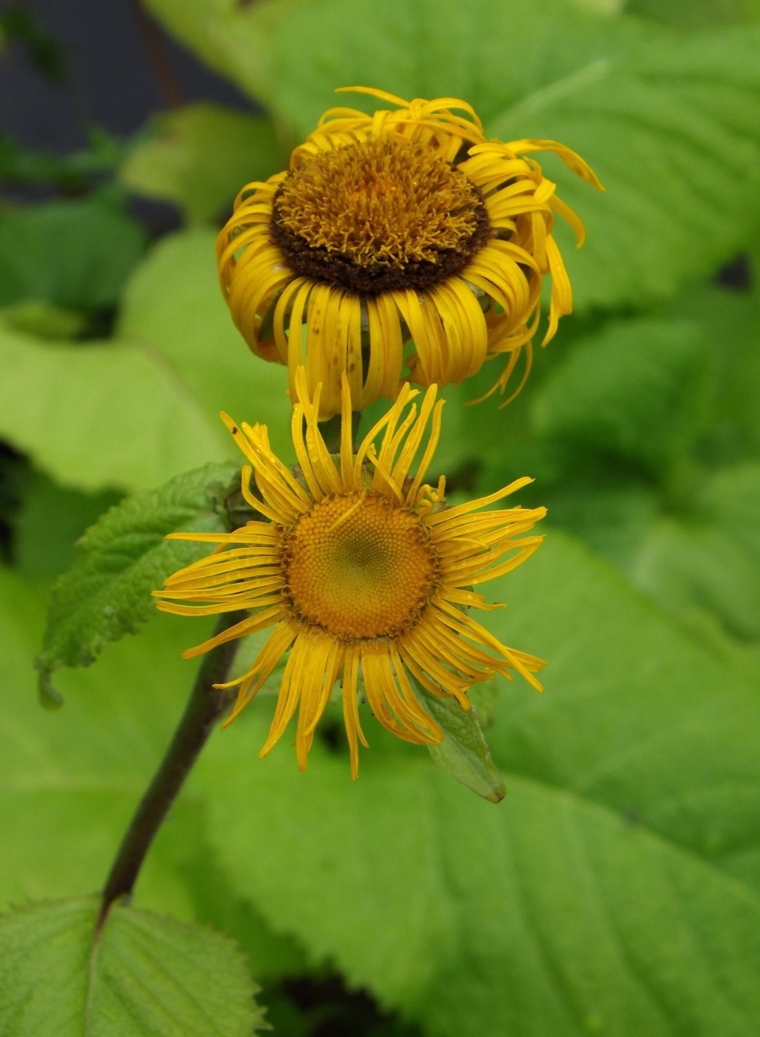 Telekia speciosa