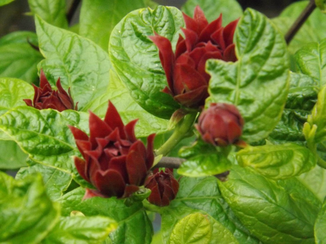 Calycanthus floridus