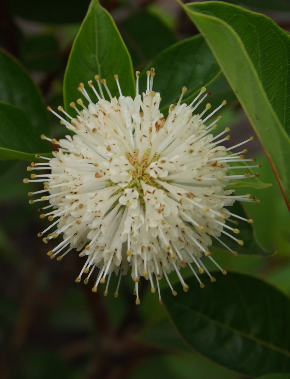 Cephalanthus occidentalis