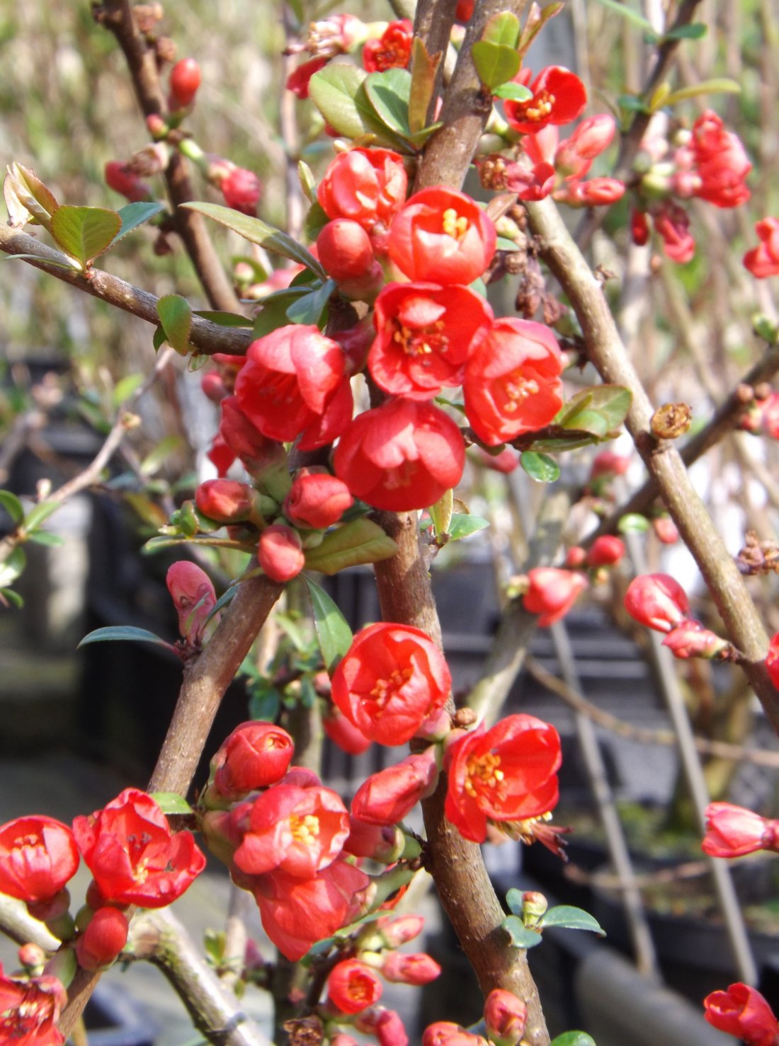 Chaenomeles speciosa 'Rubra'