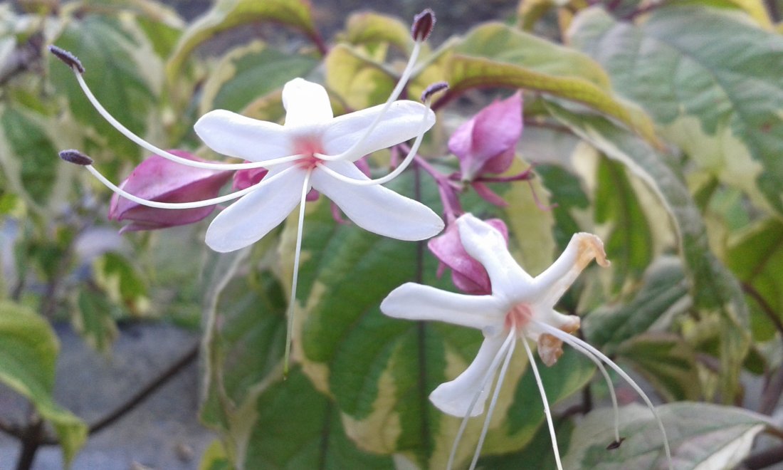 Clerodendrum trichotomum 'Variegatum'