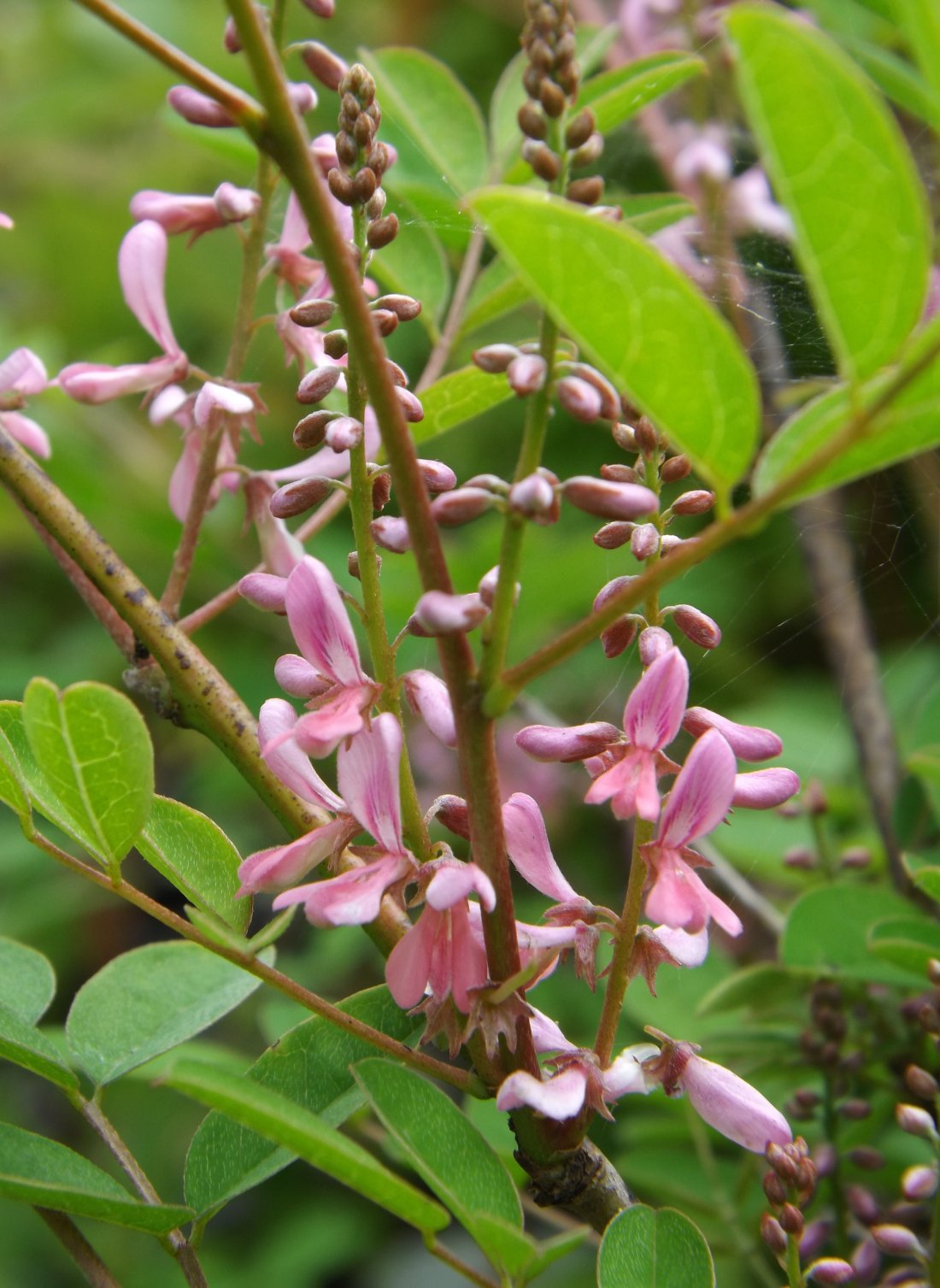 Indigofera amblyantha