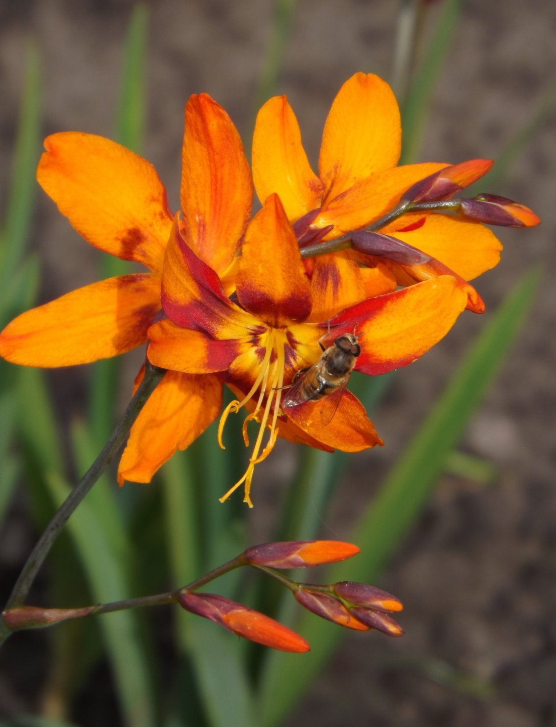 Crocosmia 'Emily McKenzie'