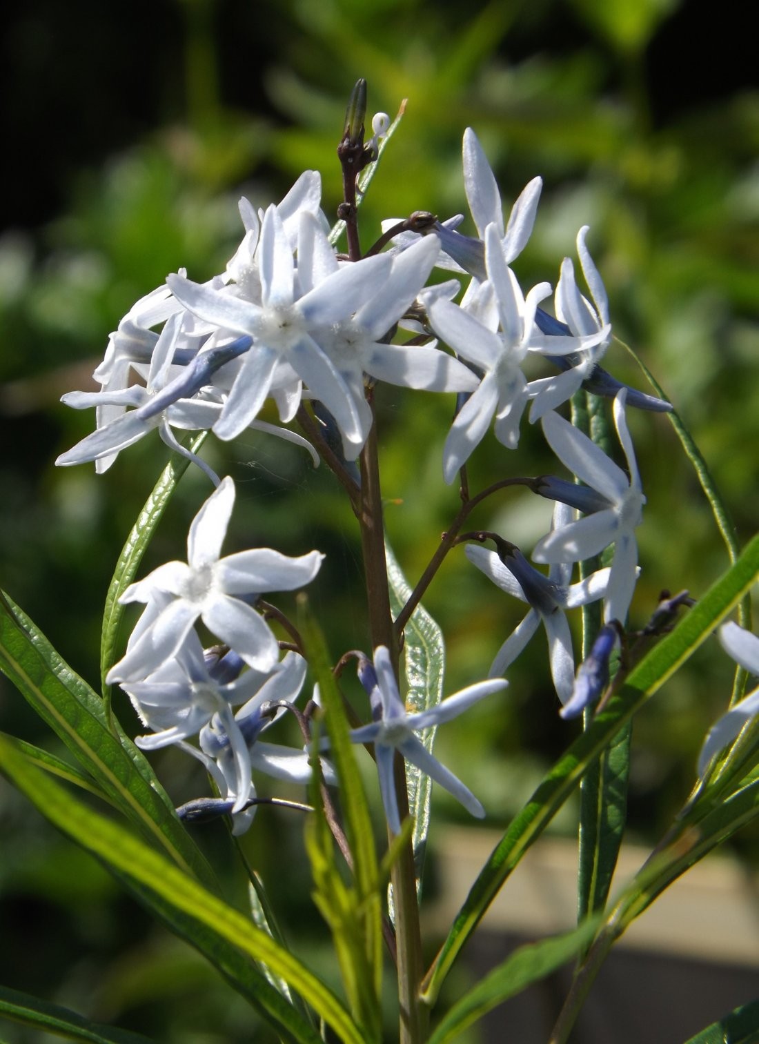 Amsonia hubrichtii