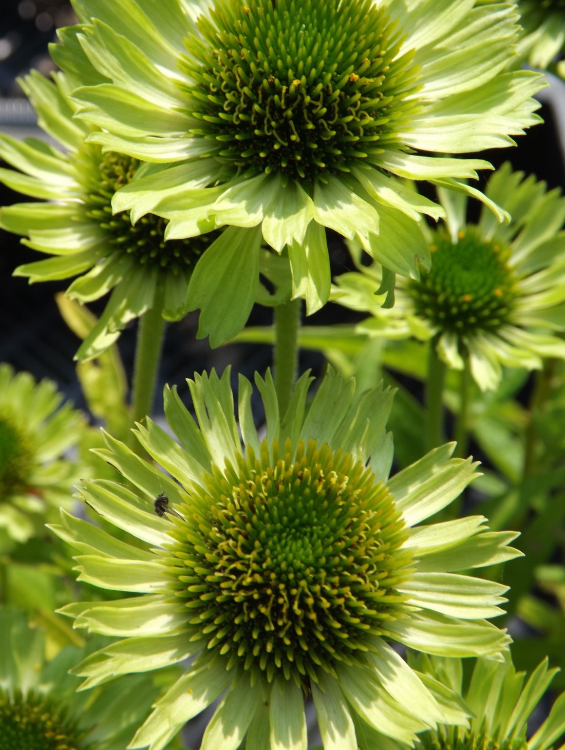 Echinacea purpurea 'Green Jewel'