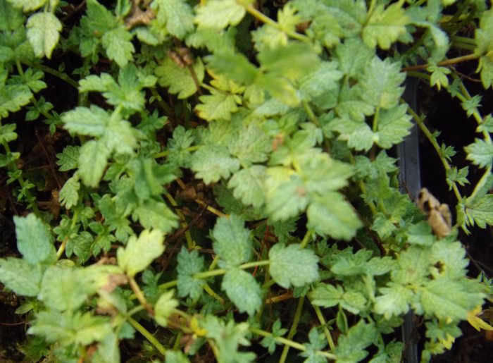 Acaena buchananii
