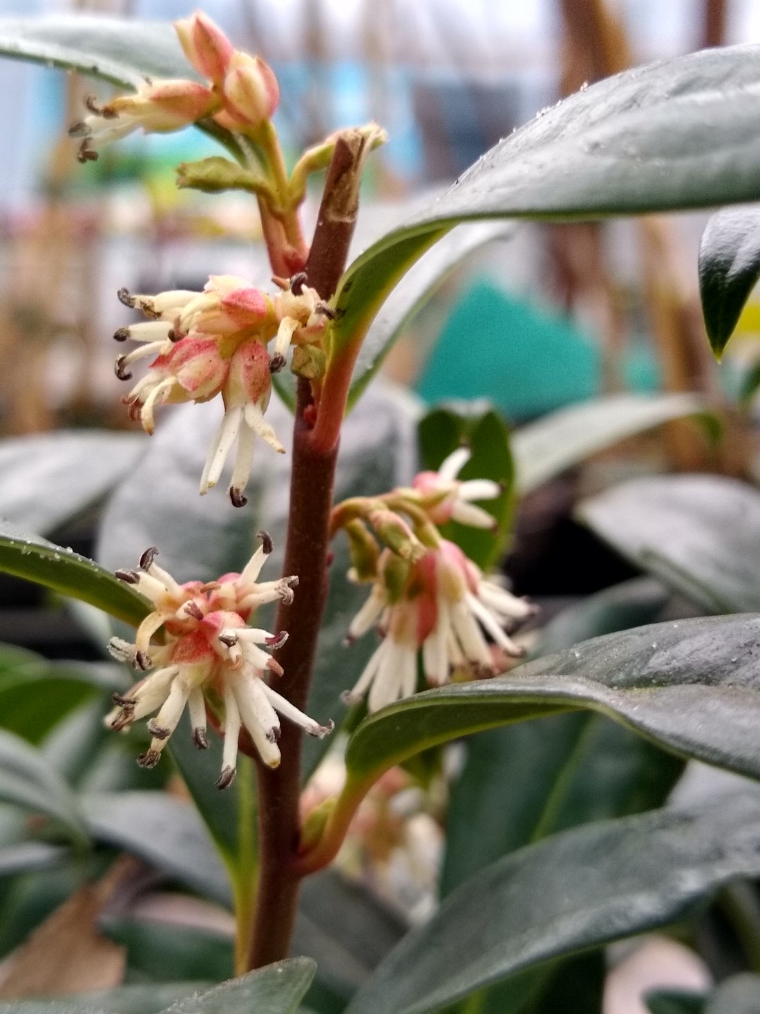Sarcococca confusa